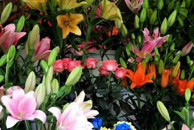 Flowers jigsaw puzzle