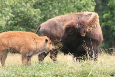 Buffalo und Bison