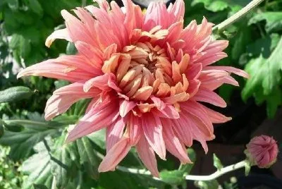 Chrysanthemum jigsaw puzzle