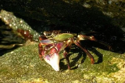 Shellfish jigsaw puzzle