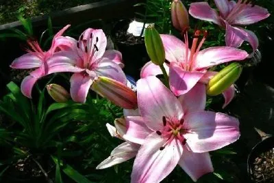 Pink Flowers jigsaw puzzle