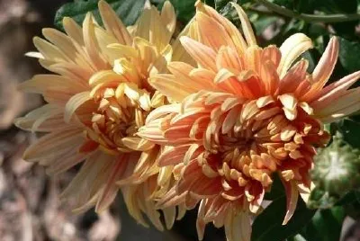 Chrysanthemum jigsaw puzzle