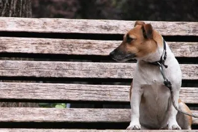 Waiting Dog jigsaw puzzle