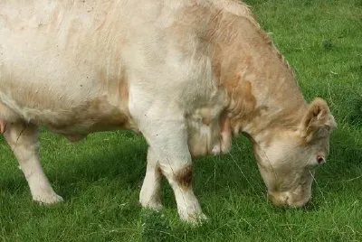 A cow in Ireland jigsaw puzzle