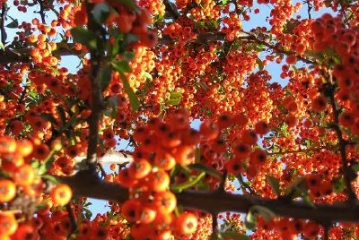 Autunno italiano