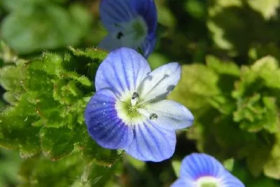 Blue Flowers jigsaw puzzle