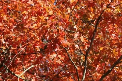 Albero rosso