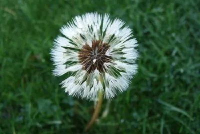Dandelion  jigsaw puzzle