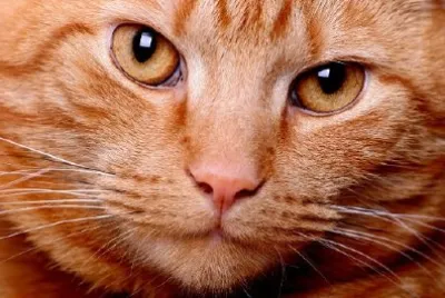 Cat Face jigsaw puzzle