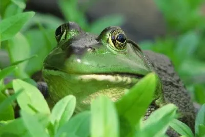 Bullfrog jigsaw puzzle