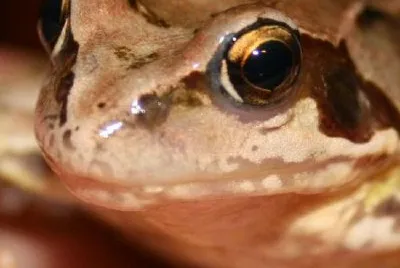 A frog jigsaw puzzle