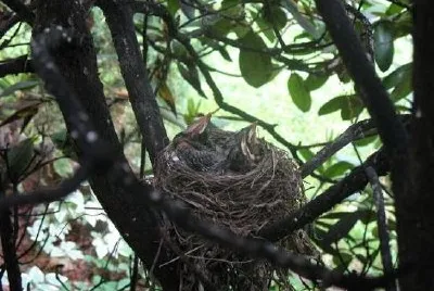 A nest jigsaw puzzle