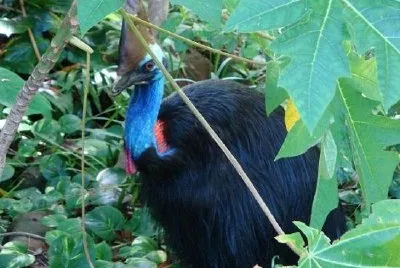 A Cassowary jigsaw puzzle
