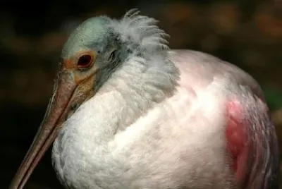 Roseate Spoonbill  jigsaw puzzle