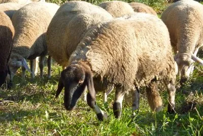 Sheeps jigsaw puzzle