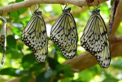 Butterflies jigsaw puzzle