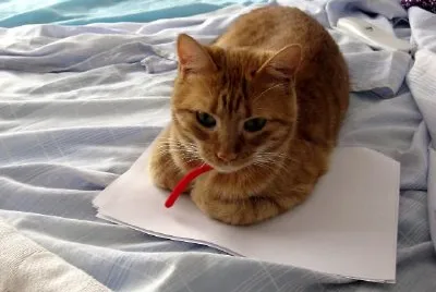 Gato fofo