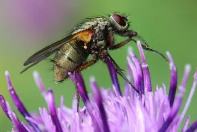 פאזל של זבוב