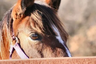 A Horse jigsaw puzzle