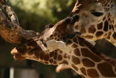 Giraffes jigsaw puzzle