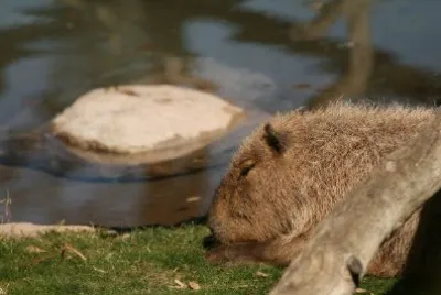 Capybara