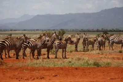 Zebras jigsaw puzzle