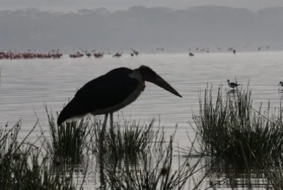 Pelican jigsaw puzzle