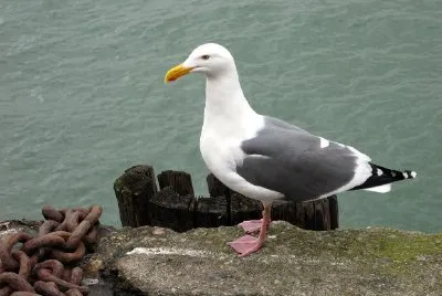 Sea gull jigsaw puzzle