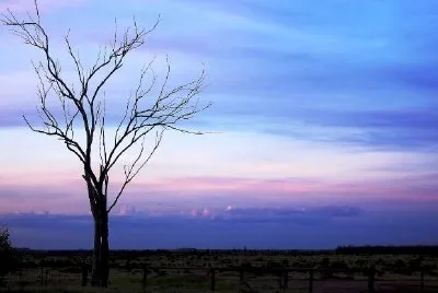 Un albero solitario
