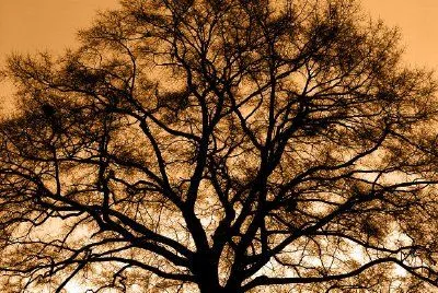 Quercia