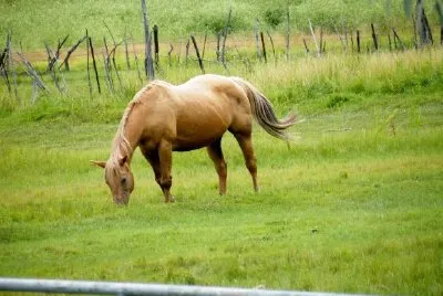 A Pony jigsaw puzzle