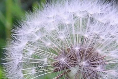 A Dandelion Flower jigsaw puzzle