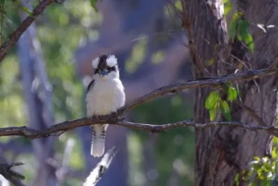 Kookaburra