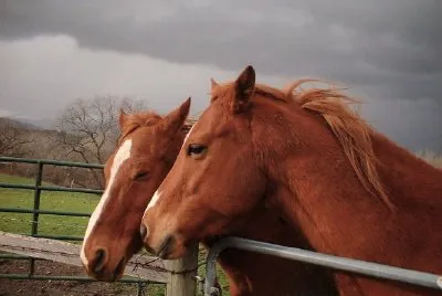 Horses jigsaw puzzle