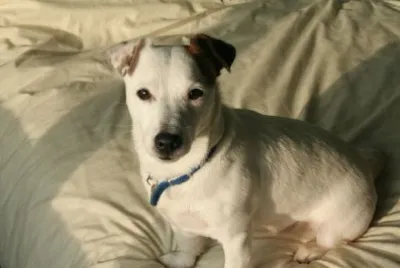 A terrier dog jigsaw puzzle