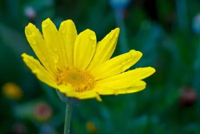 Una flor amarilla