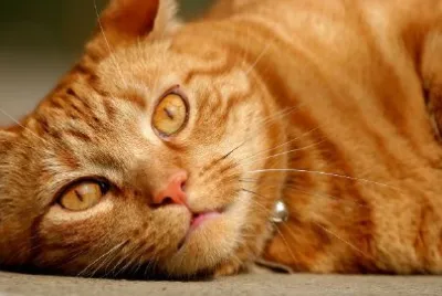 Lying Cat jigsaw puzzle