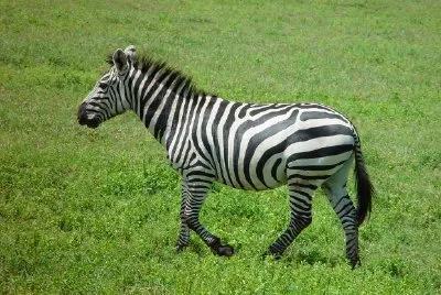 Zebra jigsaw puzzle