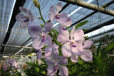 Orchidee