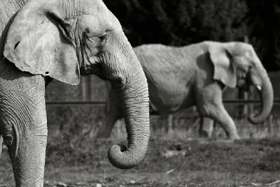 Two Elephants jigsaw puzzle