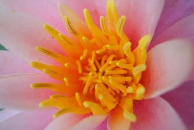 Rosa Lotus