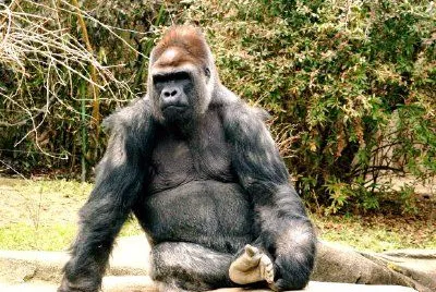 Gorrila jigsaw puzzle