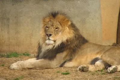 A Lion jigsaw puzzle