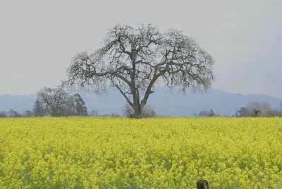 Un campo