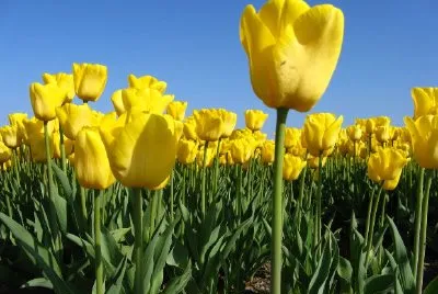 Gelbe Tulpen