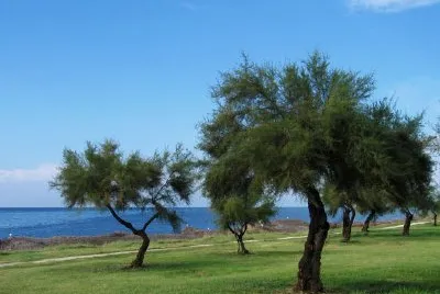 Alberi di olivo, Sicilia, Italia