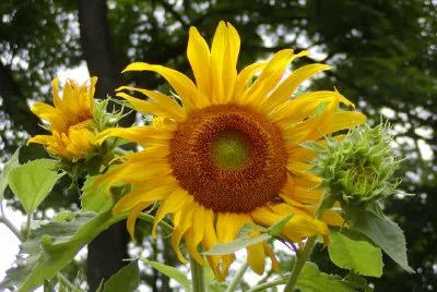 Gänseblümchen