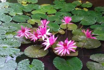 Lotus