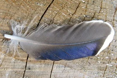 Feather jigsaw puzzle