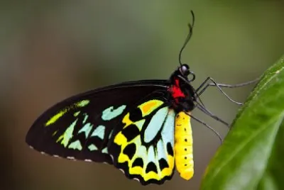A Butterfly jigsaw puzzle